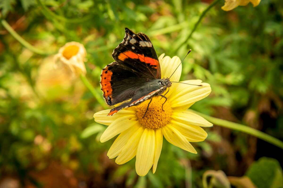 Butterfly house, Les Jardins de Doris