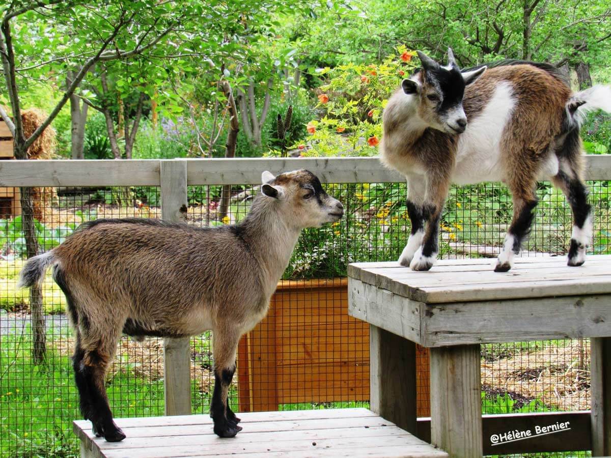 Deux chèvres se tenant sur un module en bois dans le petit parc animalier des Jardins de Doris.