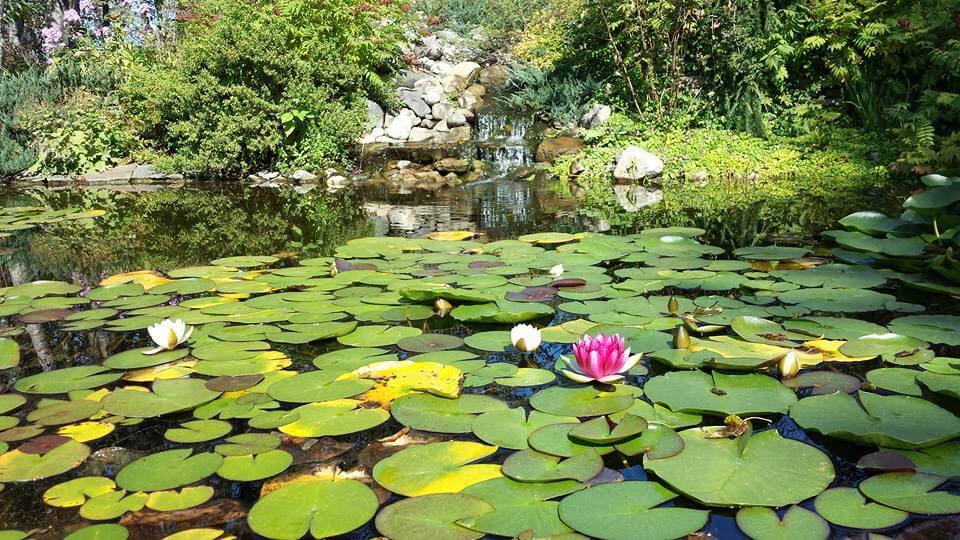Small pond covered with aquatic plants and water lilies.