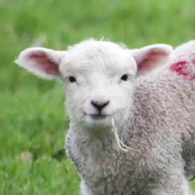 Baby white sheep staring at the camera.