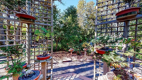 Collection de plusieurs bonzaïs disposés dans des pots séparés à l’intérieur d’un gazebo en bois.