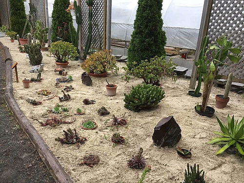Jardin comprenant différentes variétés de cactus.